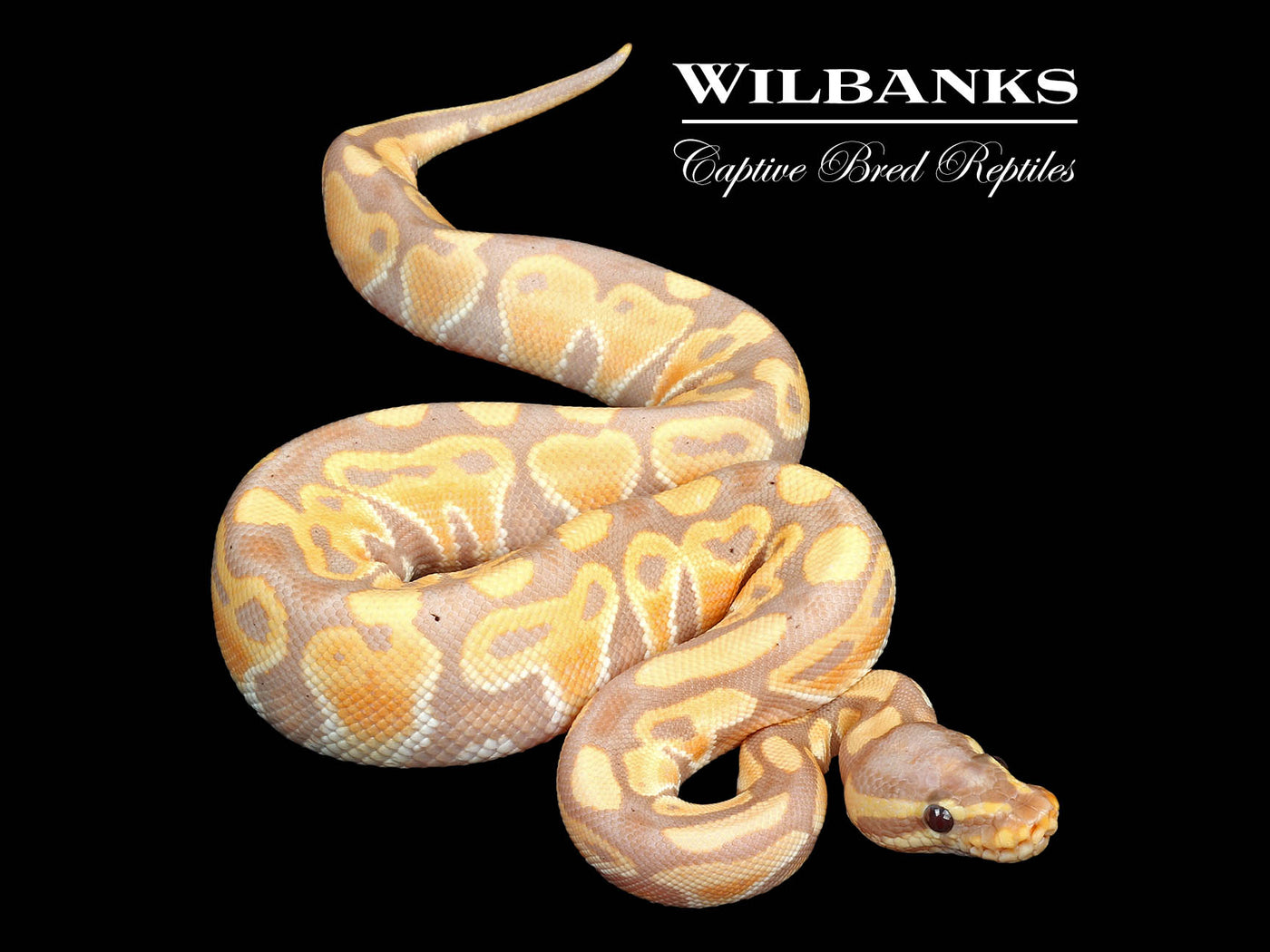 Banana Ball Python ♂ '24