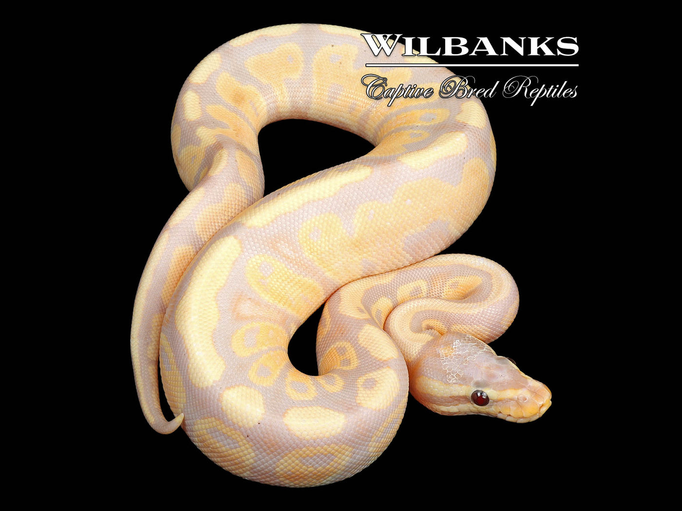 Banana Fire Ball Python ♀ '24