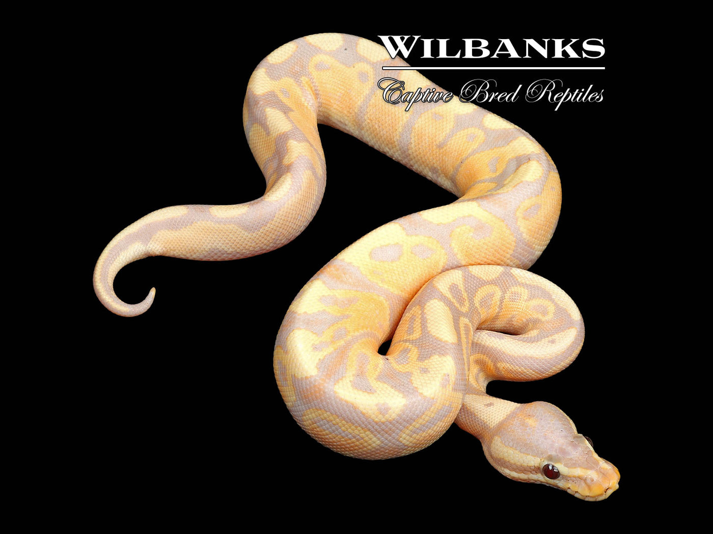 Banana Fire Ball Python ♂ '24