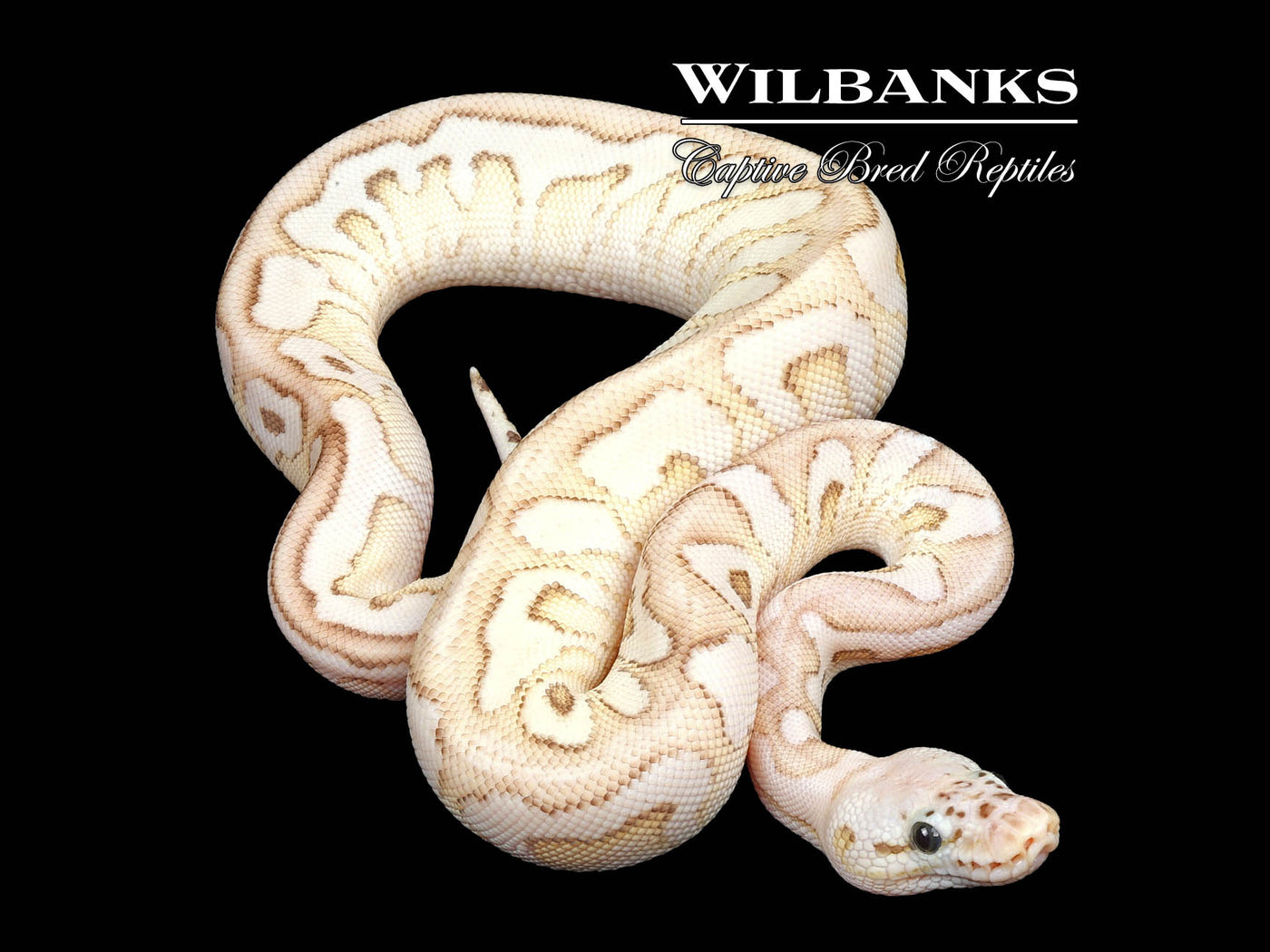 Pastel Butter Spotnose Clown Ball Python ♀ '24