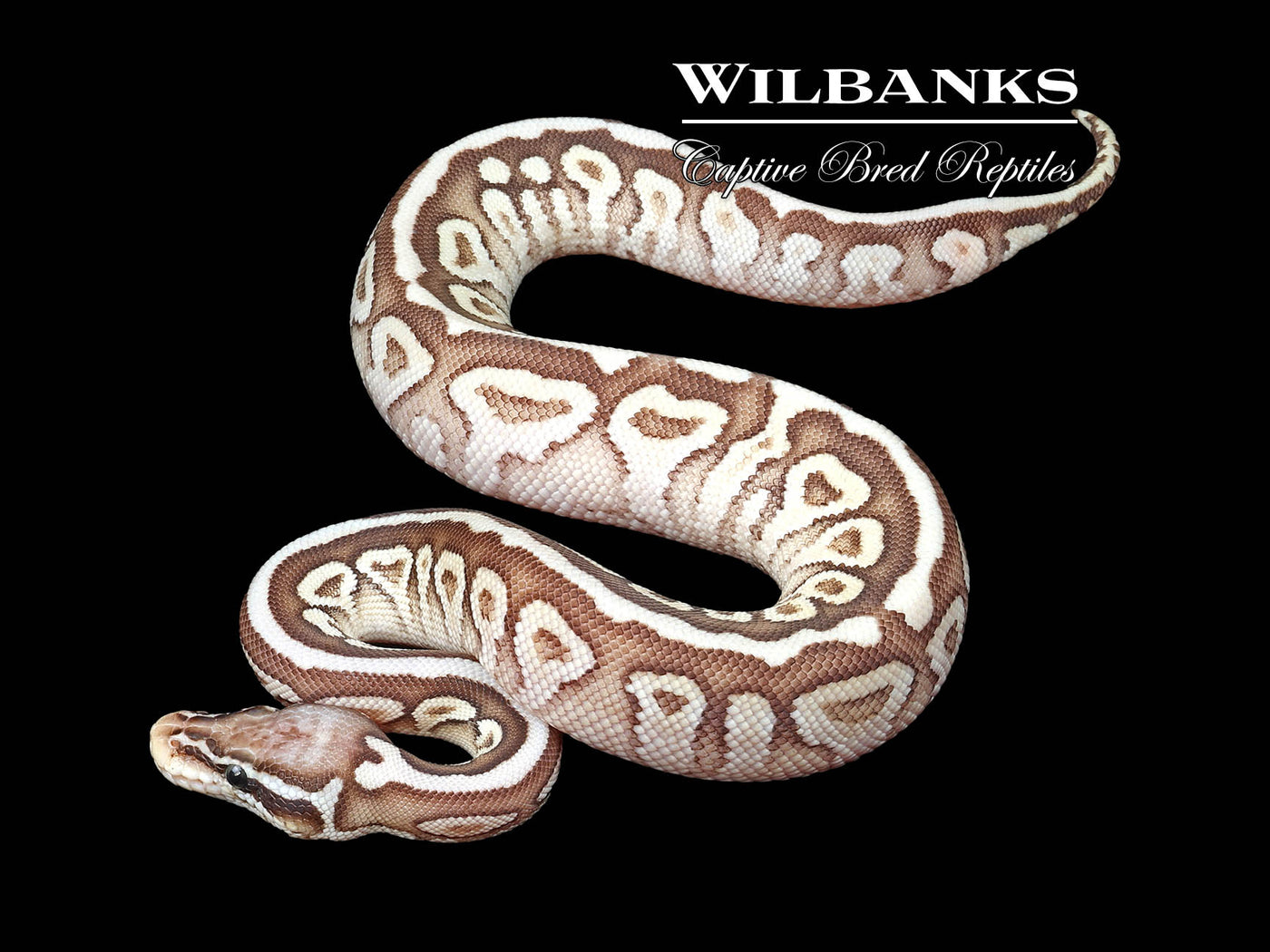 Pastel Butter Spotnose 66% PH VPI Axanthic Ball Python ♂ '24