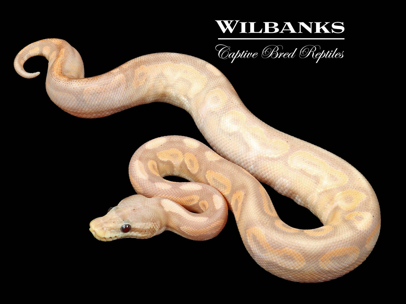 Banana Cinnamon Sugar Ball Python ♂ '24