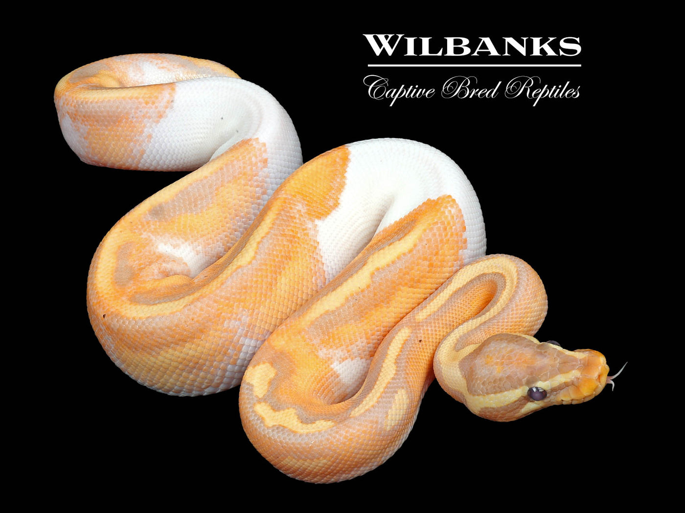 Banana Pied Ball Python ♂ '24