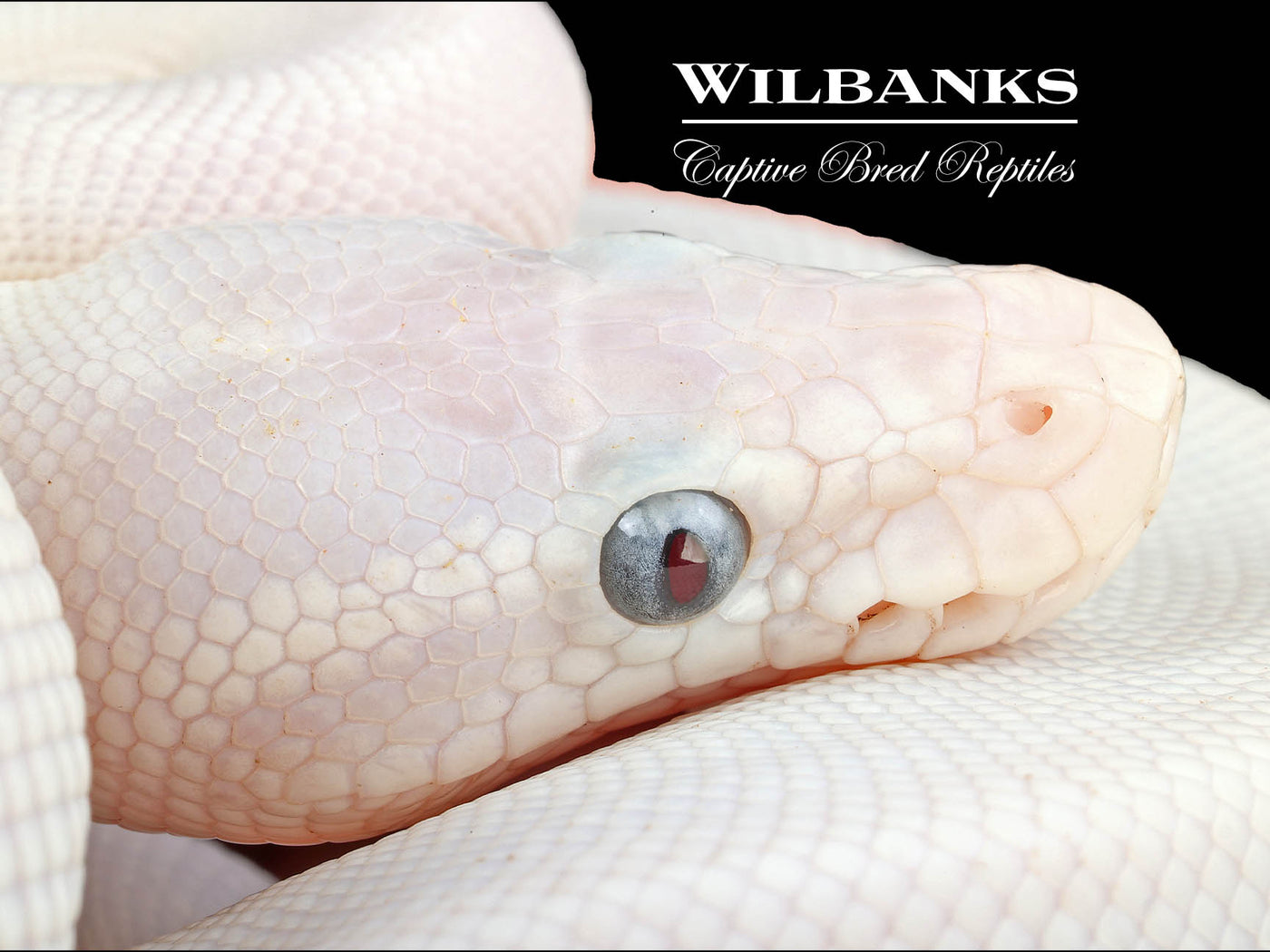 Blue Eyed Leucistic (Super Mojave) Ball Python ♂ '24