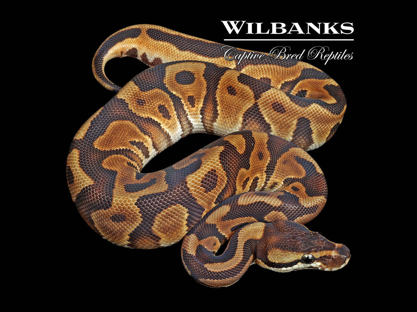 Leopard Cinnamon Enchi Ball Python ♀ '24