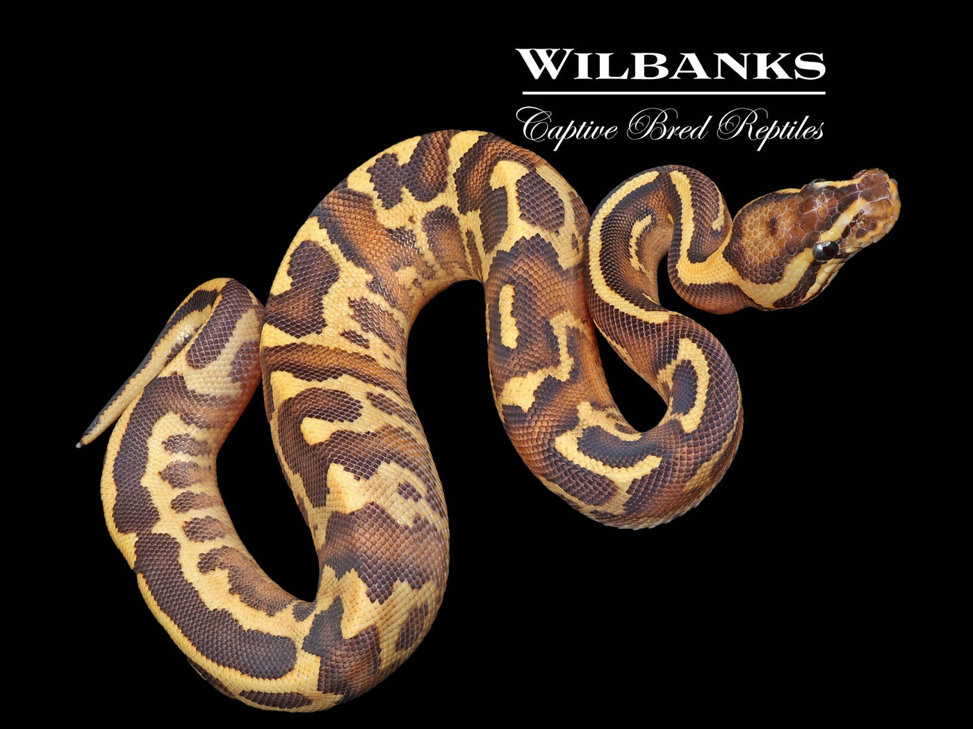 Leopard Super Gravel Fire Ball Python ♂ '24