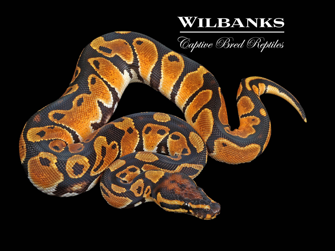 Orange Dream 100% Het. Ghost Ball Python ♂ '24