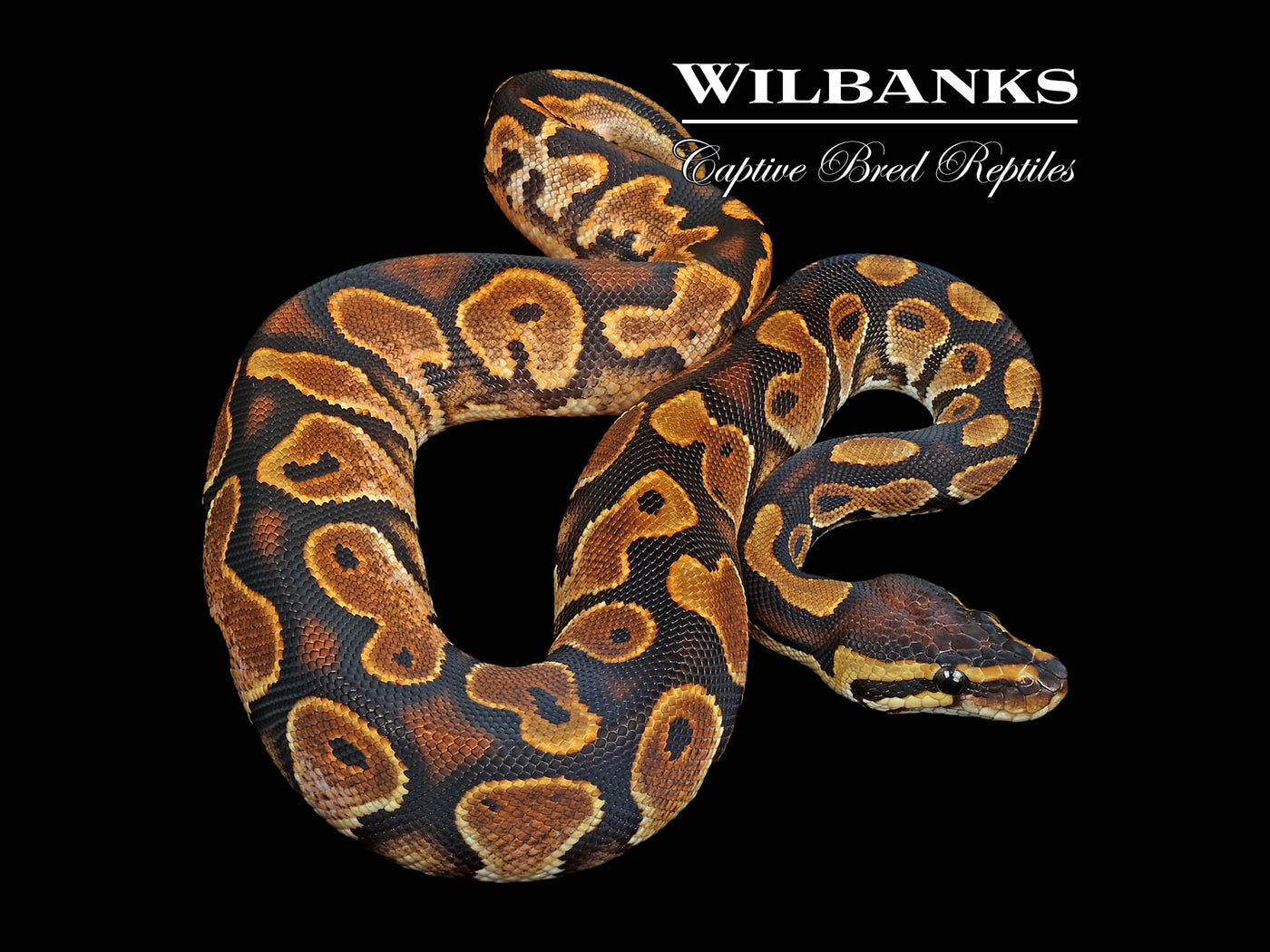 Sugar Yellow Belly or Asphalt Ball Python ♂ '24