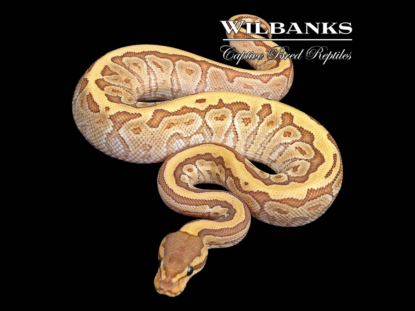 Orange Crush Jigsaw Yellow Belly Ball Python ♂ '24