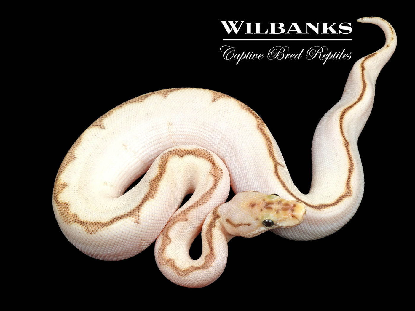 Nuclear Spider Clown Ball Python ♀ '24