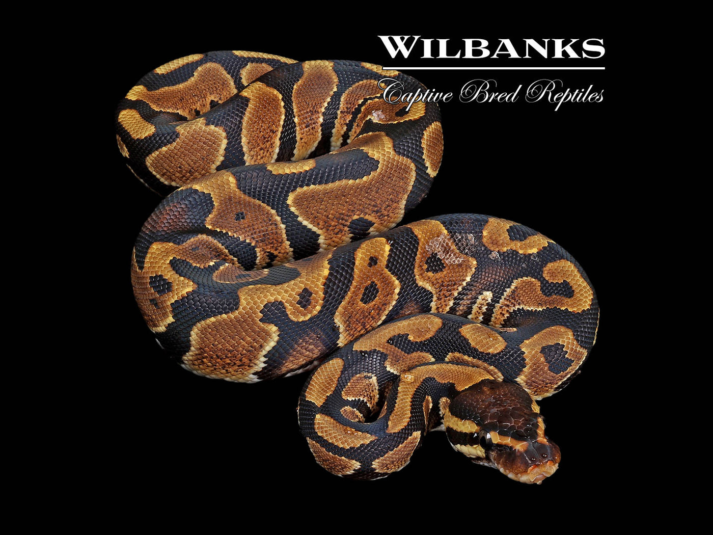 Gravel (guaranteed) Ball Python ♀ '24