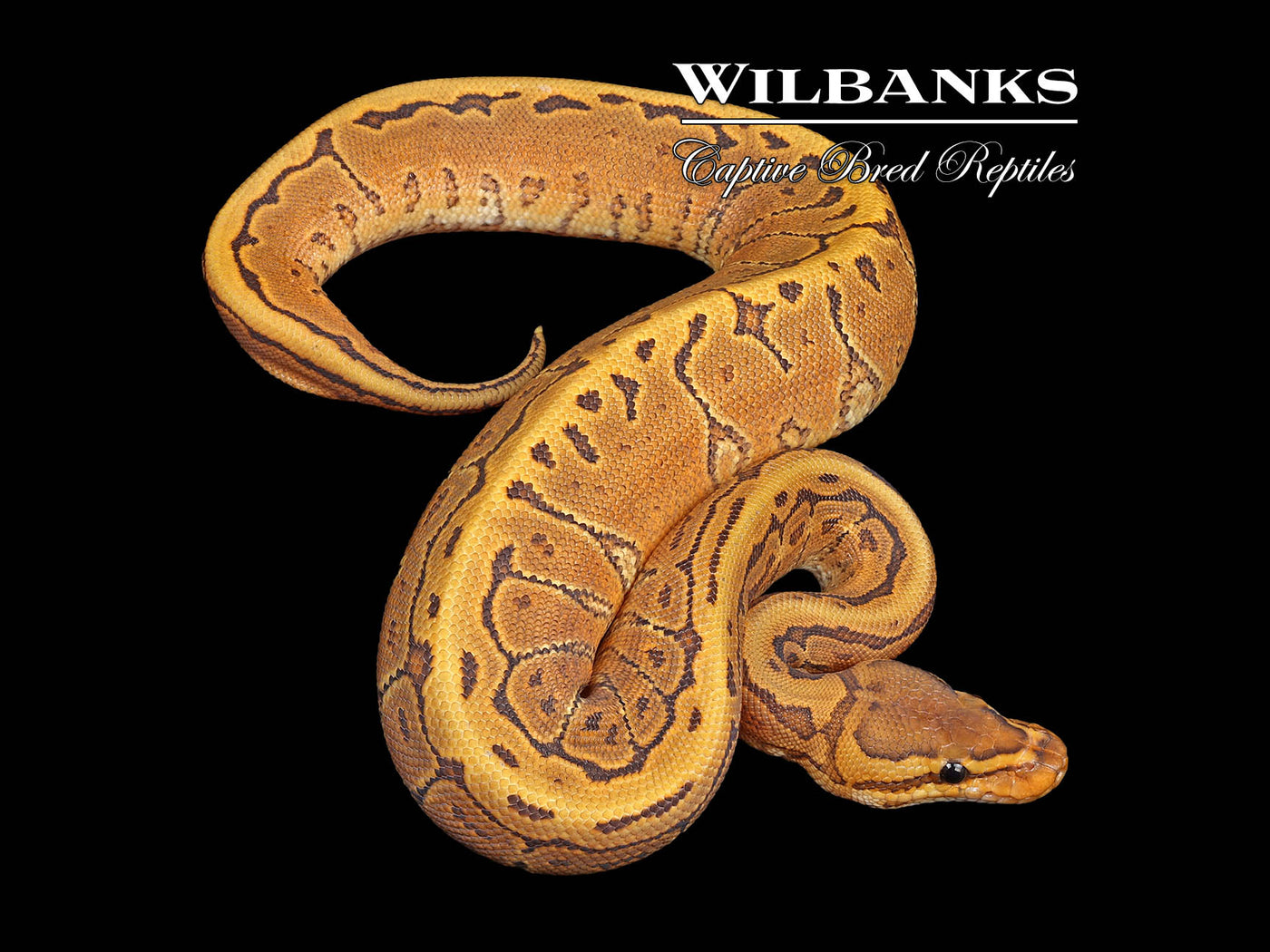 Orange Crush Yellow Belly Pinstripe Ball Python ♀ '24