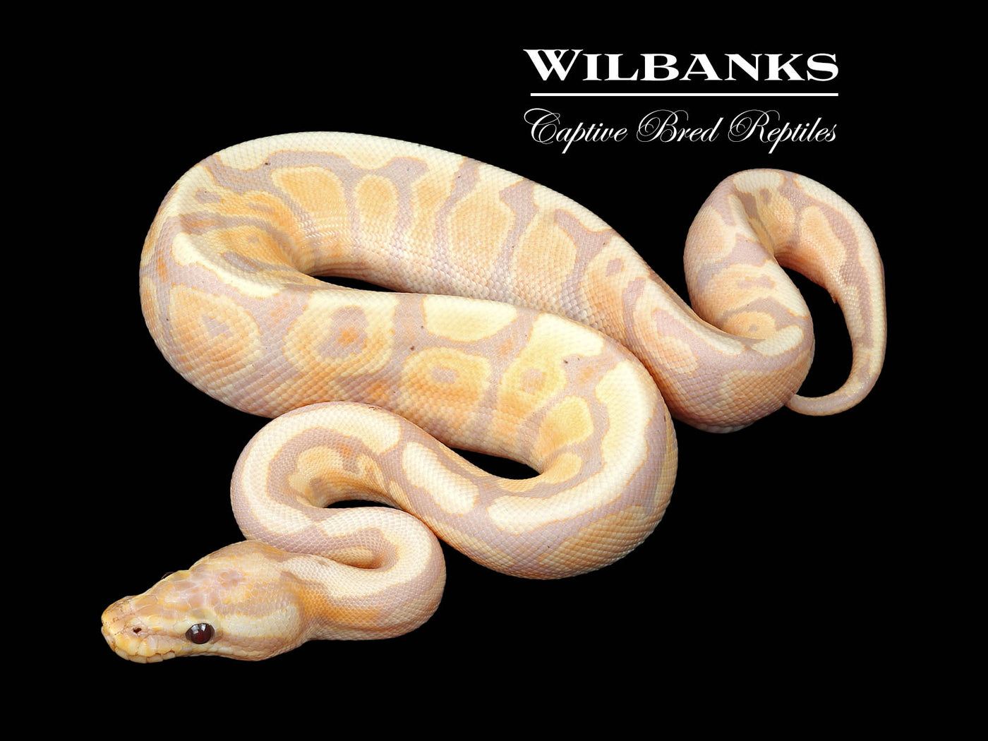 Banana Spotnose Fire Ball Python ♂ '24