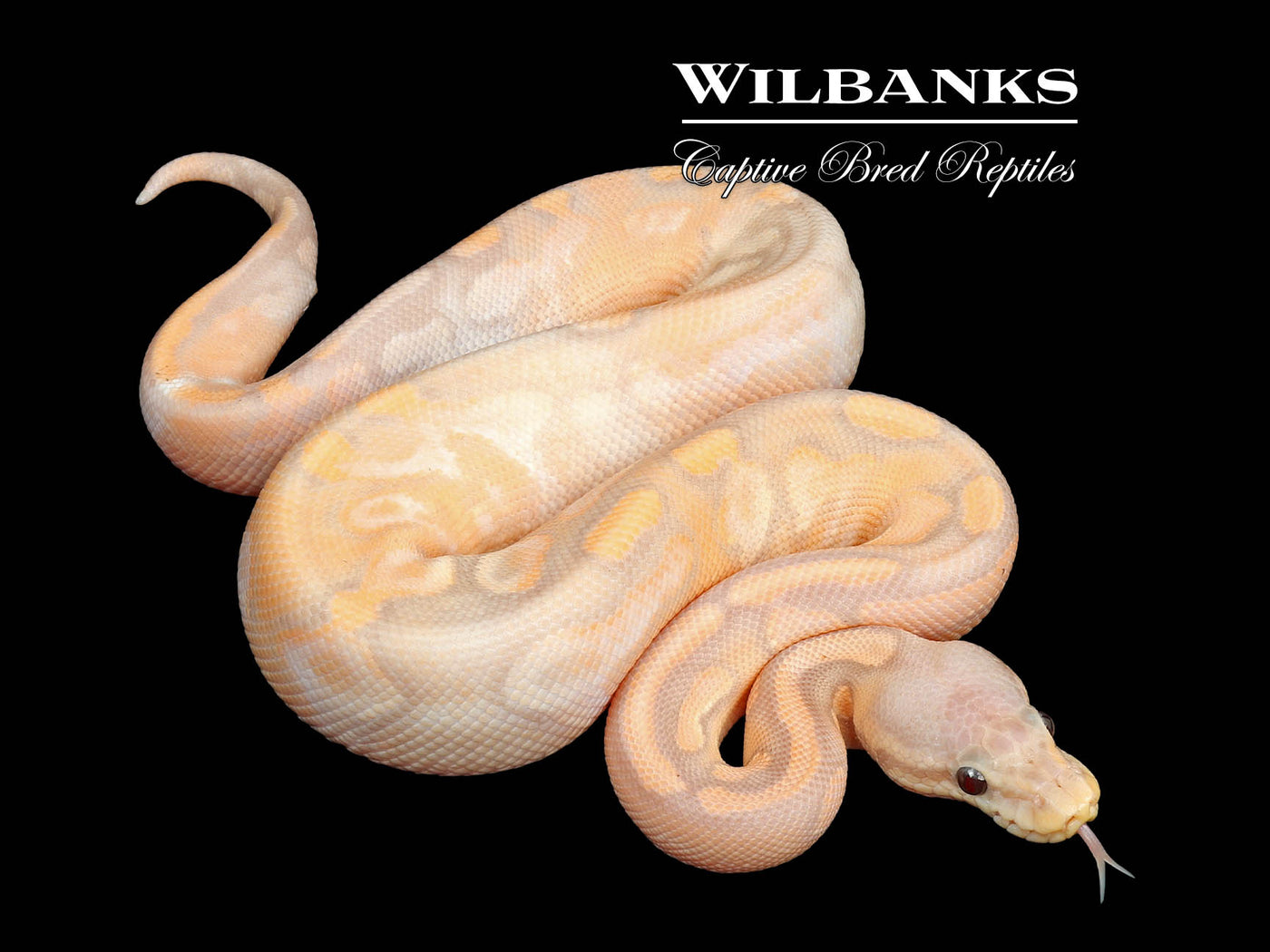 Banana Cinnamon Enchi Sugar Ball Python ♂ '24