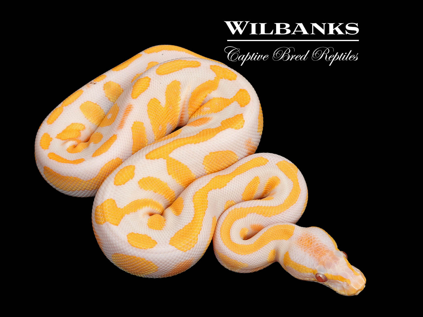 Lavender Albino Blackhead 100% Het. Pied Ball Python ♀ '25