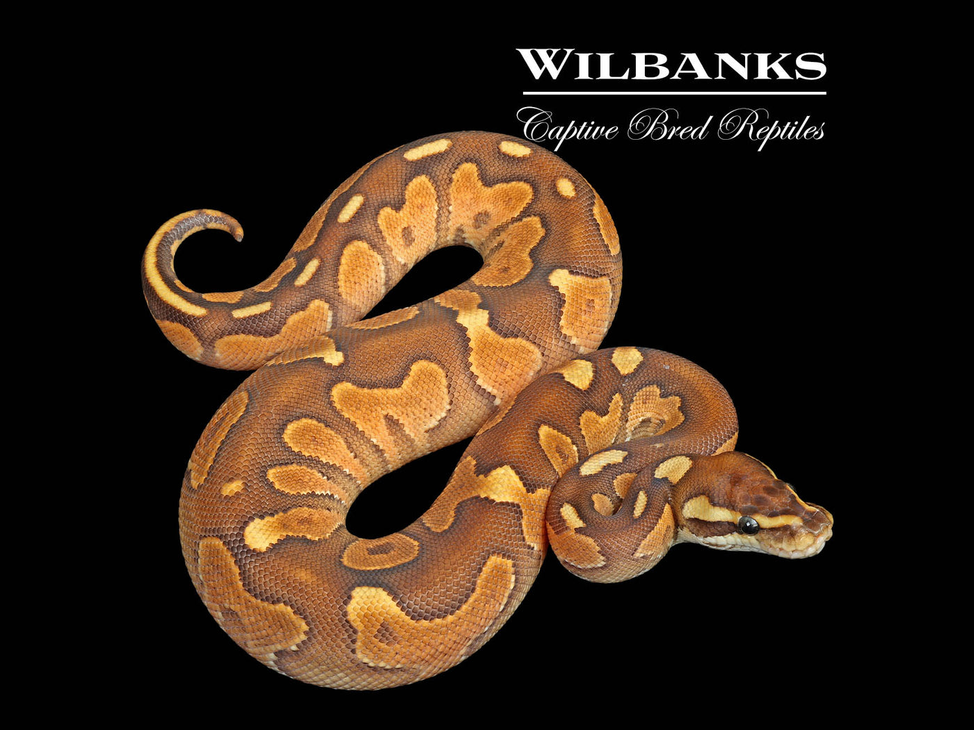 Fire Cinnamon Special Enchi Ball Python ♂ '25