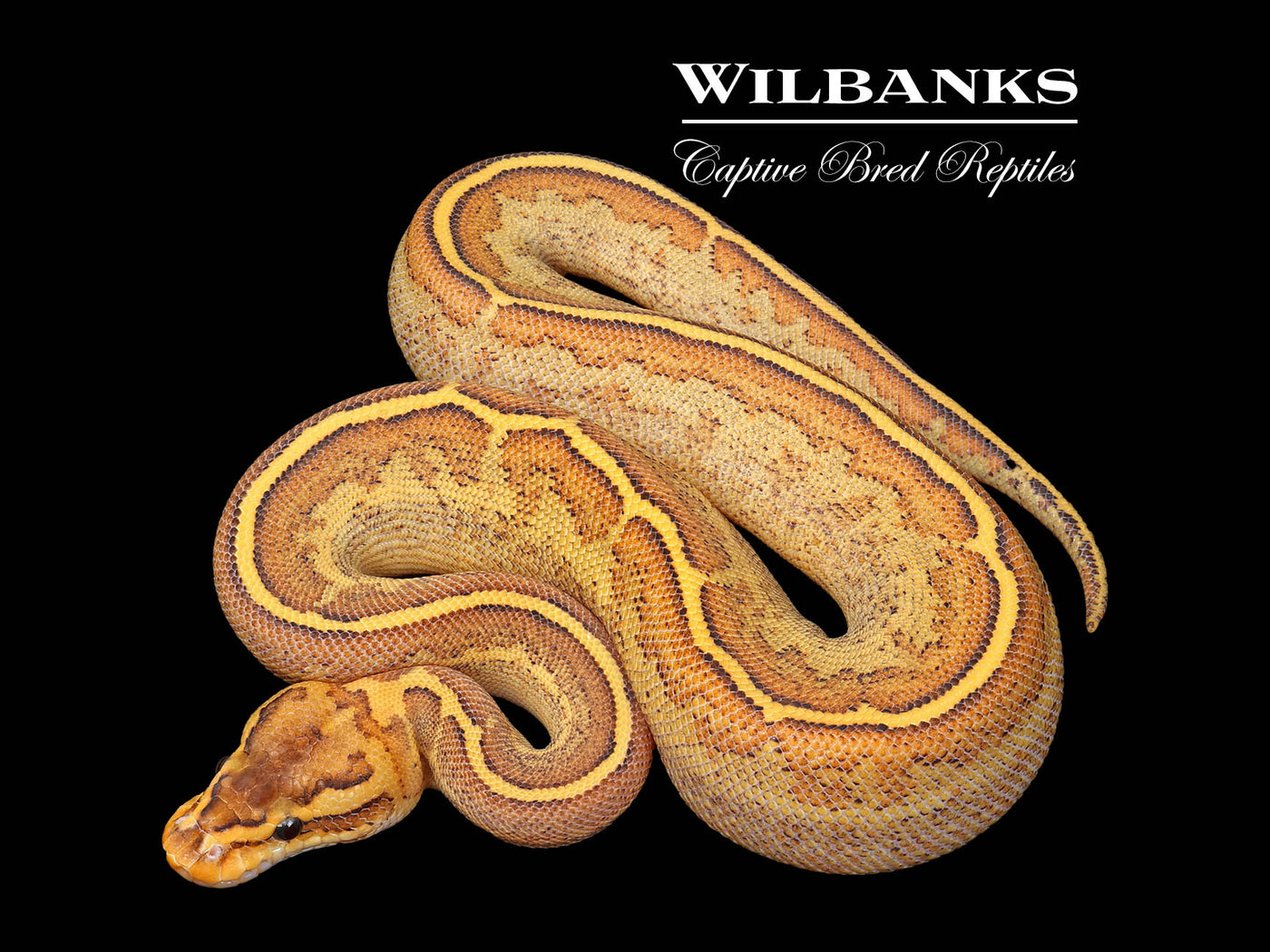 Freeway Pinstripe Ball Python ♀ '25