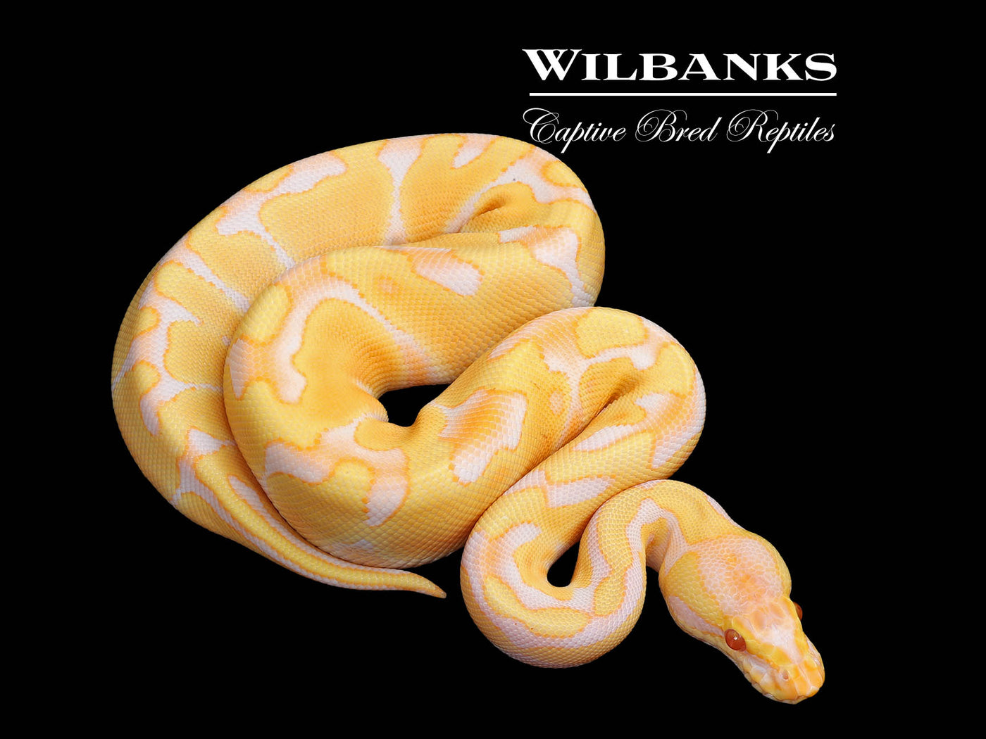 Enchi Candy Ball Python ♂ '25