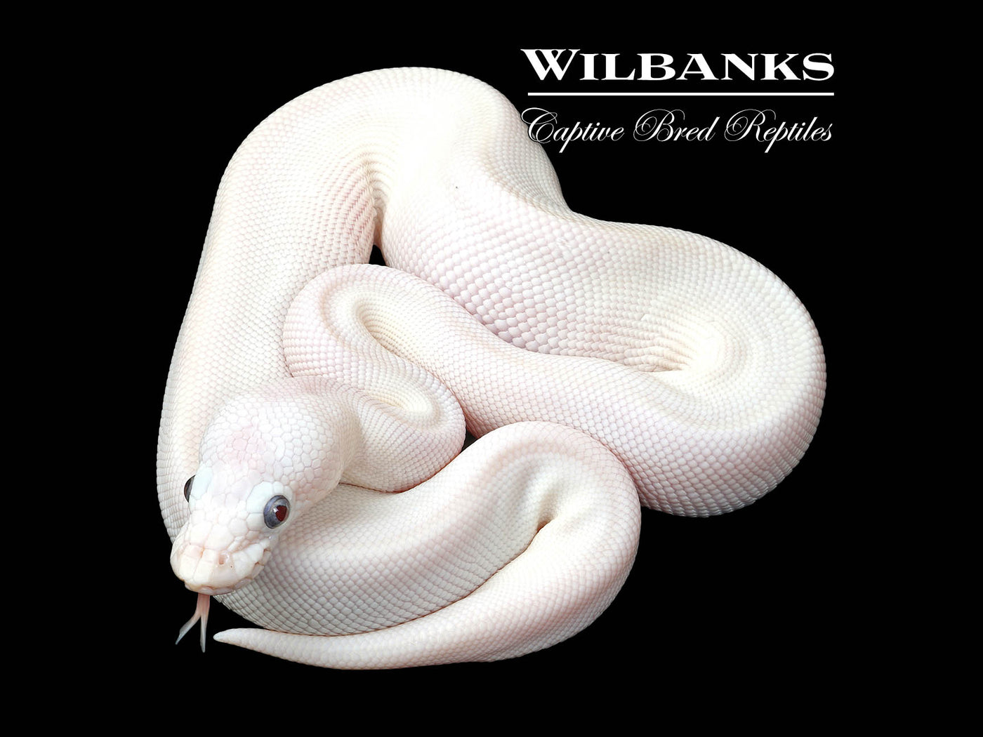 Blue Eyed Leucistic (Mojave Butter) Ball Python ♂ '25