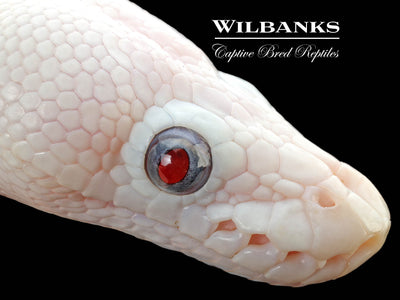 Blue Eyed Leucistic (Mojave Butter) Ball Python ♂ '25