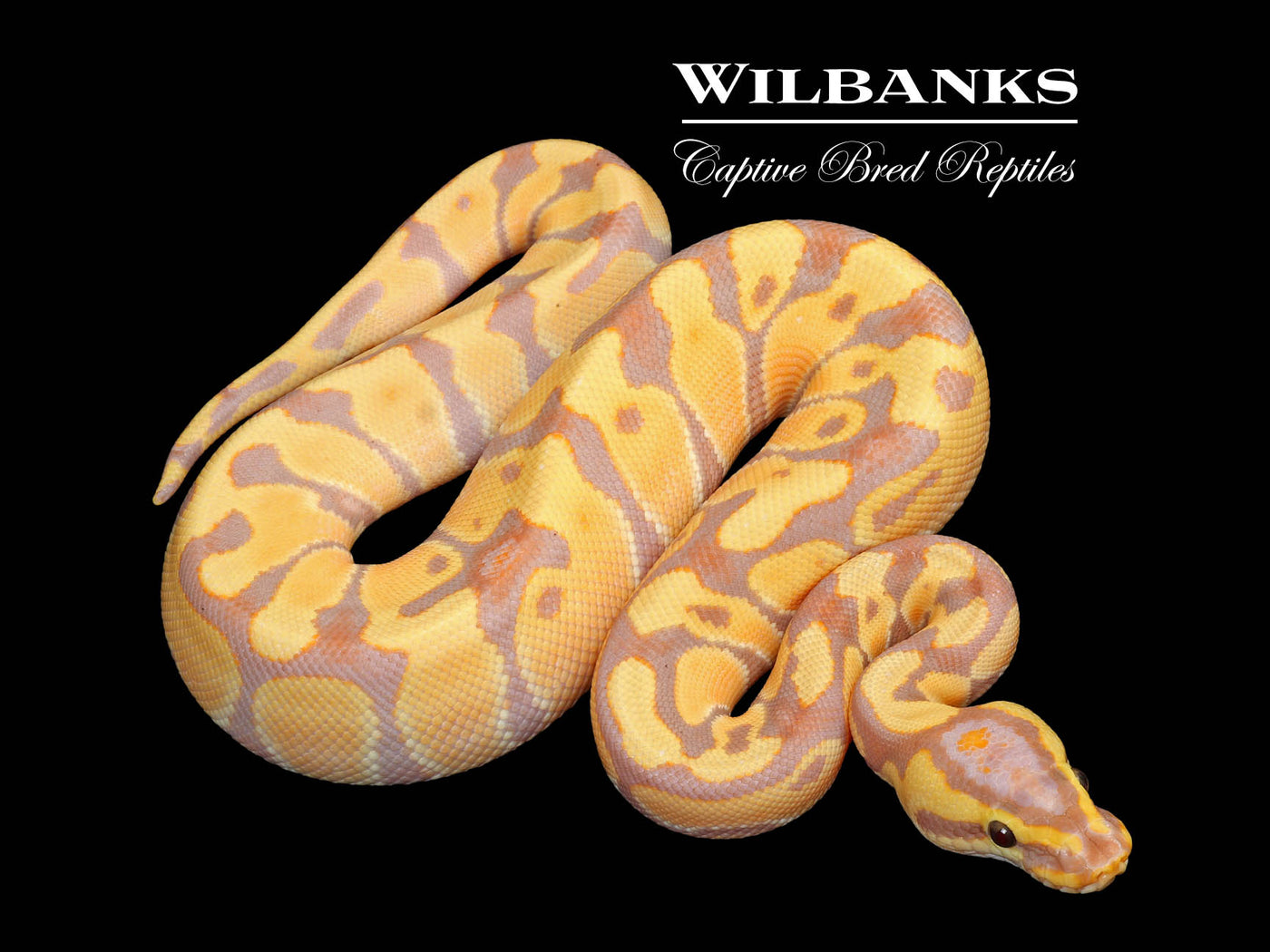 Banana Enchi 100% Het. Clown Ball Python ♂ '25