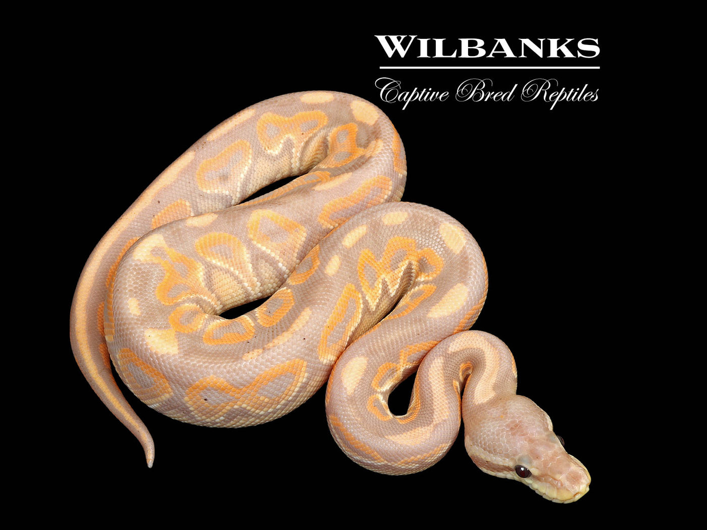 Banana Cinnamon Orange Dream (Female Maker) Ball Python ♂ '25