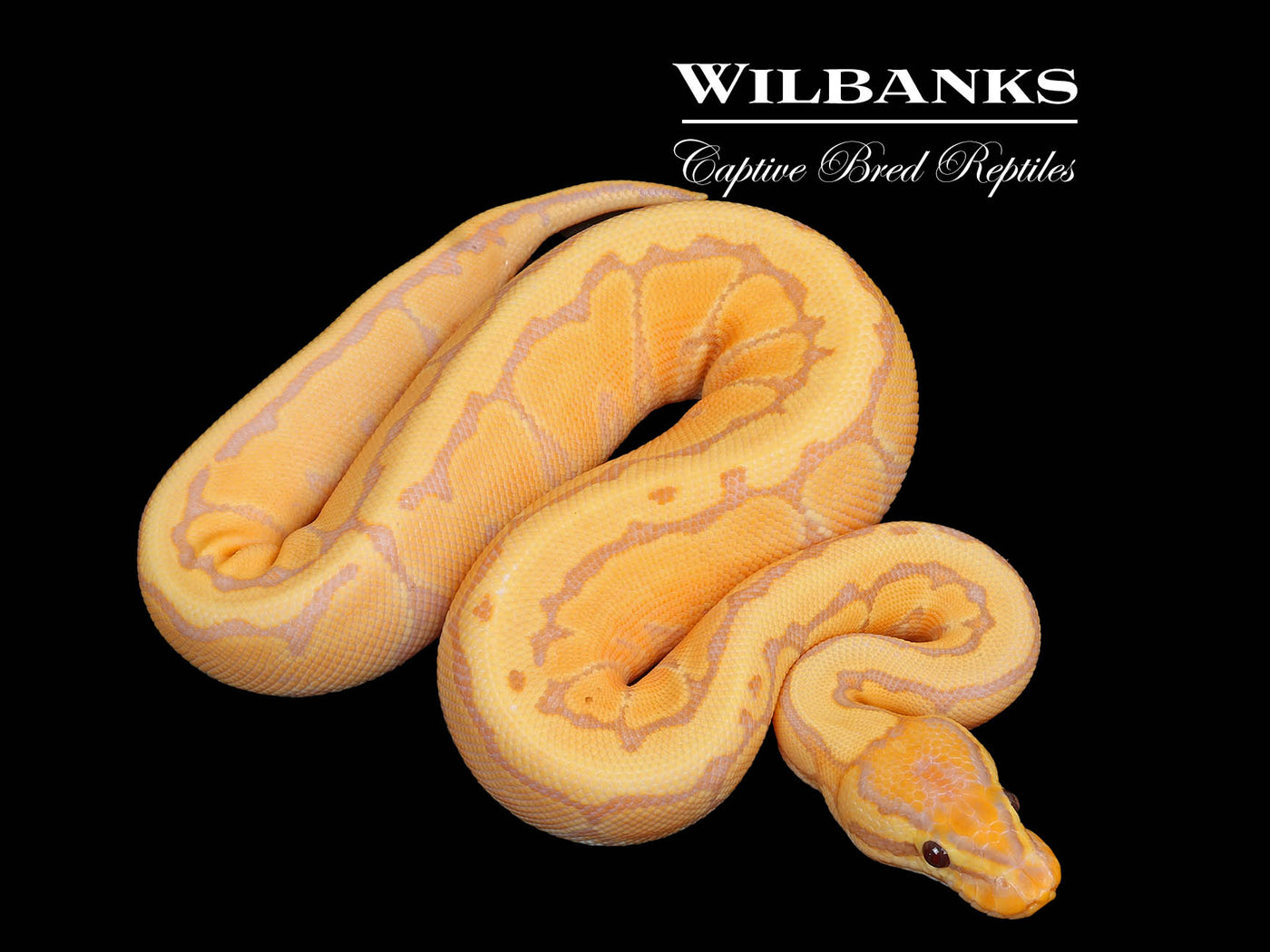 Banana Pinstripe Ball Python ♀ '25