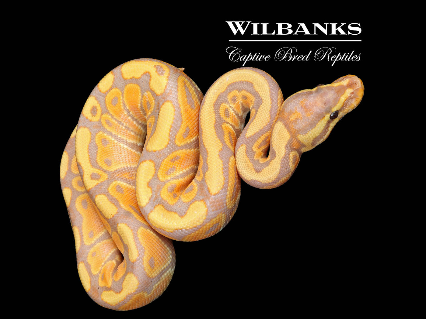 Banana Mahogany 100% Het. Candy Ball Python ♂ '25