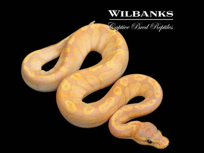 Banana Sunset Ball Python ♀ '25