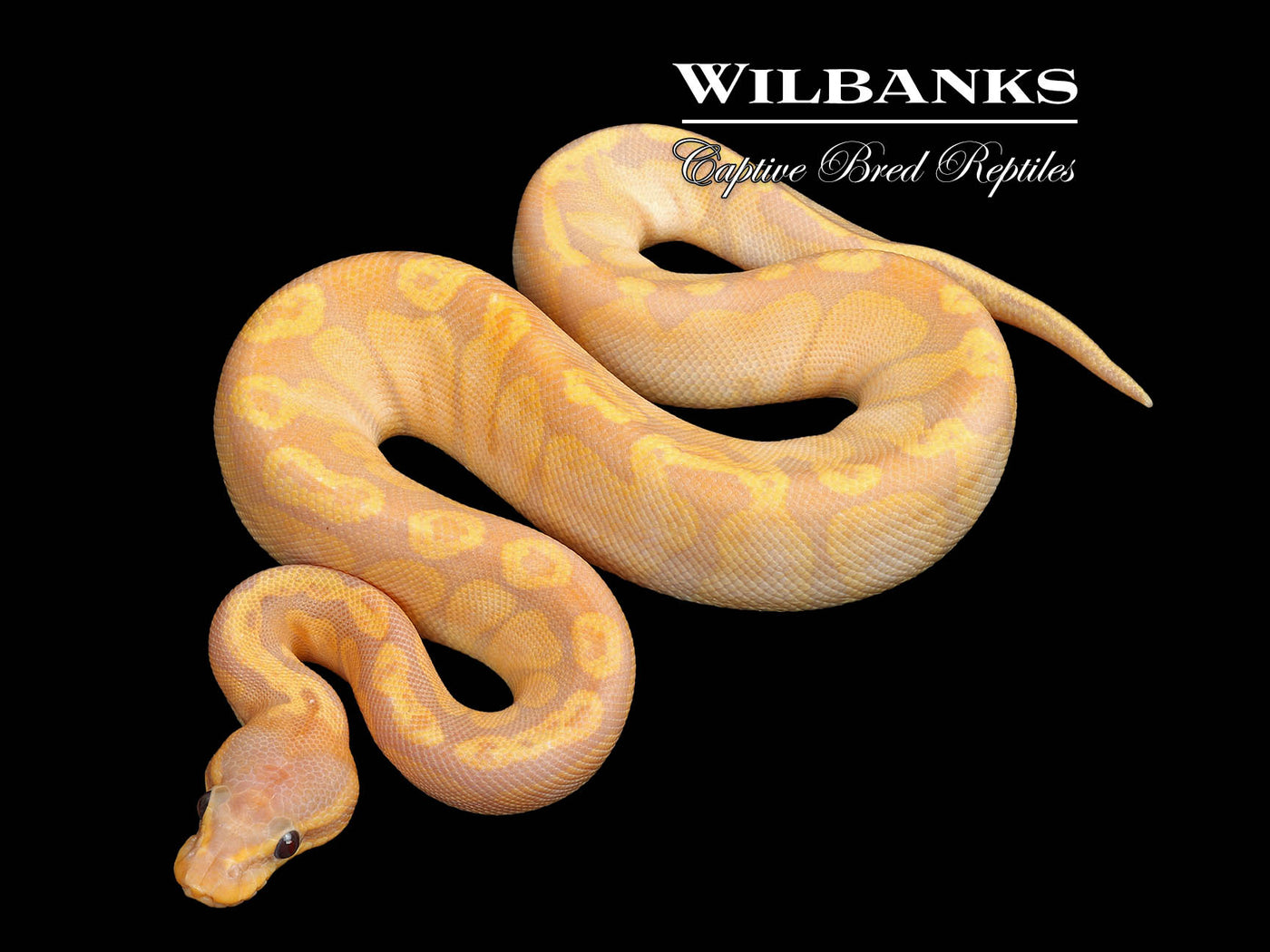 Banana Sunset Ball Python ♀ '25