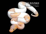 Banana Mahogany Pied Ball Python ♂ '26