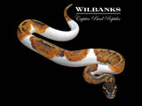 Mahogany Pied Ball Python ♂ '26