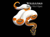 Orange Dream Yellow Belly Pied Ball Python ♂ '26