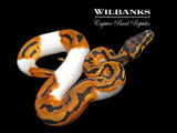 Orange Dream Leopard Yellow Belly Pied Ball Python ♀ '26