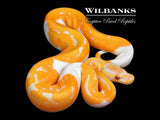 Dreamsicle Lavender Pied Ball Python ♀ '26
