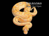 Banana Champagne Enchi Ball Python ♀ '25