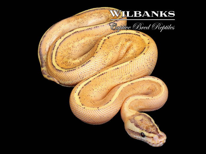Puma Ball Python ♂ '26
