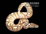 Butter Spider Yellow Belly Ball Python ♂ '26