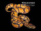 Orange Dream Yellow Belly Ball Python ♂ '26