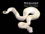 Crystal Ball Python ♂ '26