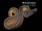 Blackhead Mahogany Phantom Yellow Belly 100% Het. Pied Ball Python ♀ '26