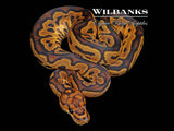 Clown Ball Python ♀ '26