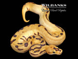 Batman Fire Enchi Ball Python ♂ '26