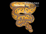 Ghost Clown 50% PH Pied Ball Python ♂ '26