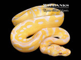 Pastel Lavender Clown (Grail) Ball Python ♂ '26