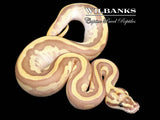 Nuclear Enchi Leopard Ball Python ♀ '26