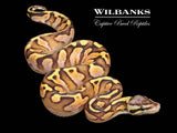 SugarFly Ball Python ♀ '26