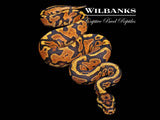 Spotnose Yellow Belly Ball Python ♀ '26