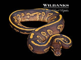 Baker Special Fire Mahogany Ball Python ♂ '26