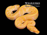 Albino Leopard Enchi Ball Python ♀ '26